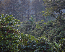 Load image into Gallery viewer, Honduras
