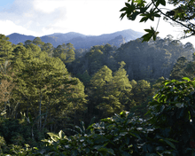 Load image into Gallery viewer, Honduras
