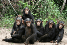 Load image into Gallery viewer, Plant Trees for Chimpanzees
