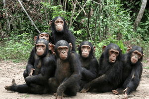 Plant Trees for Chimpanzees